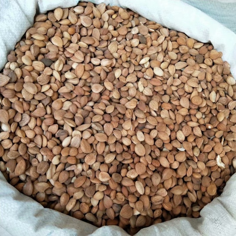 中药材苦杏仁货品保证新货批发各种中药材