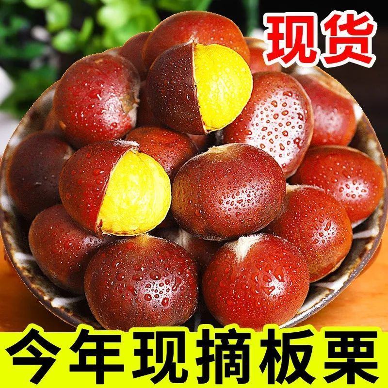 鲜板栗小粒零售1000斤起批包邮批发1000斤物流
