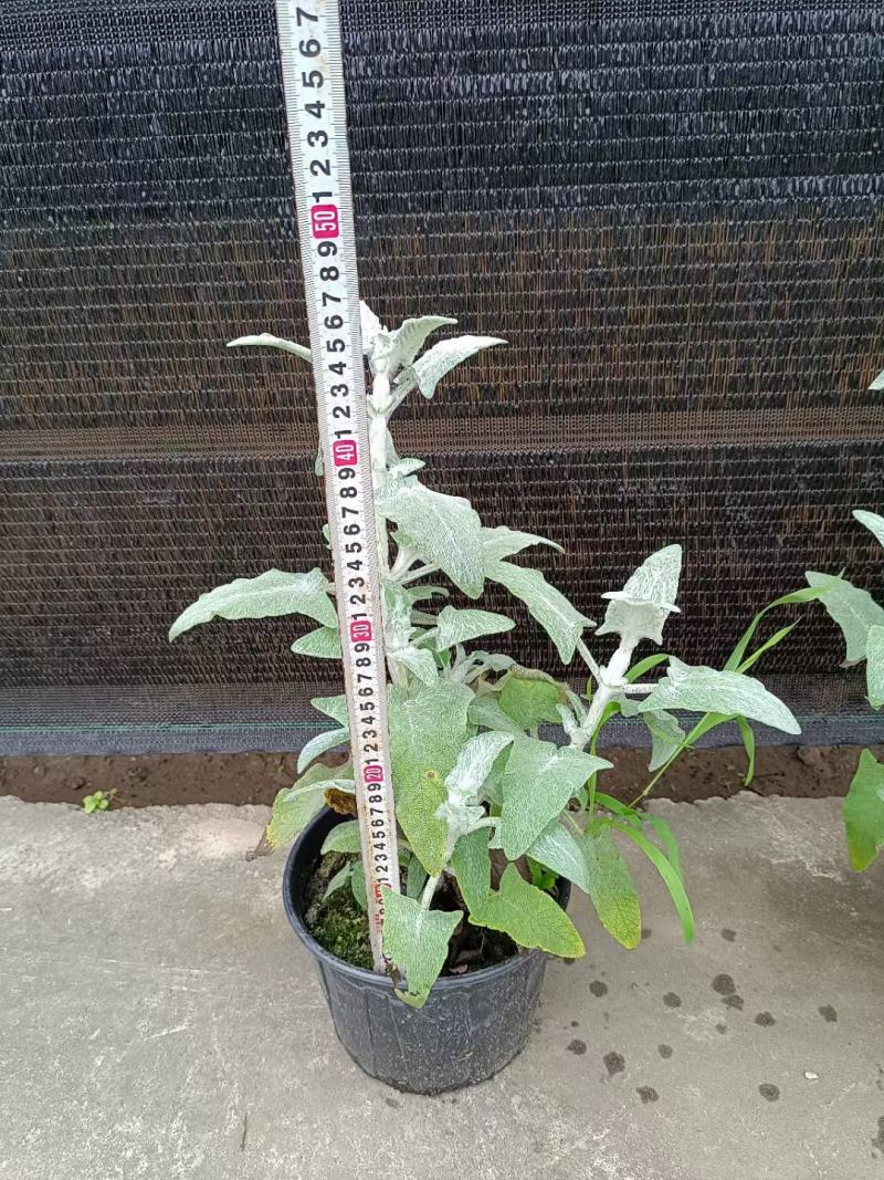 四川成都温江区苗圃冰刃鼠尾草，质量保证，基地货欢迎选购！