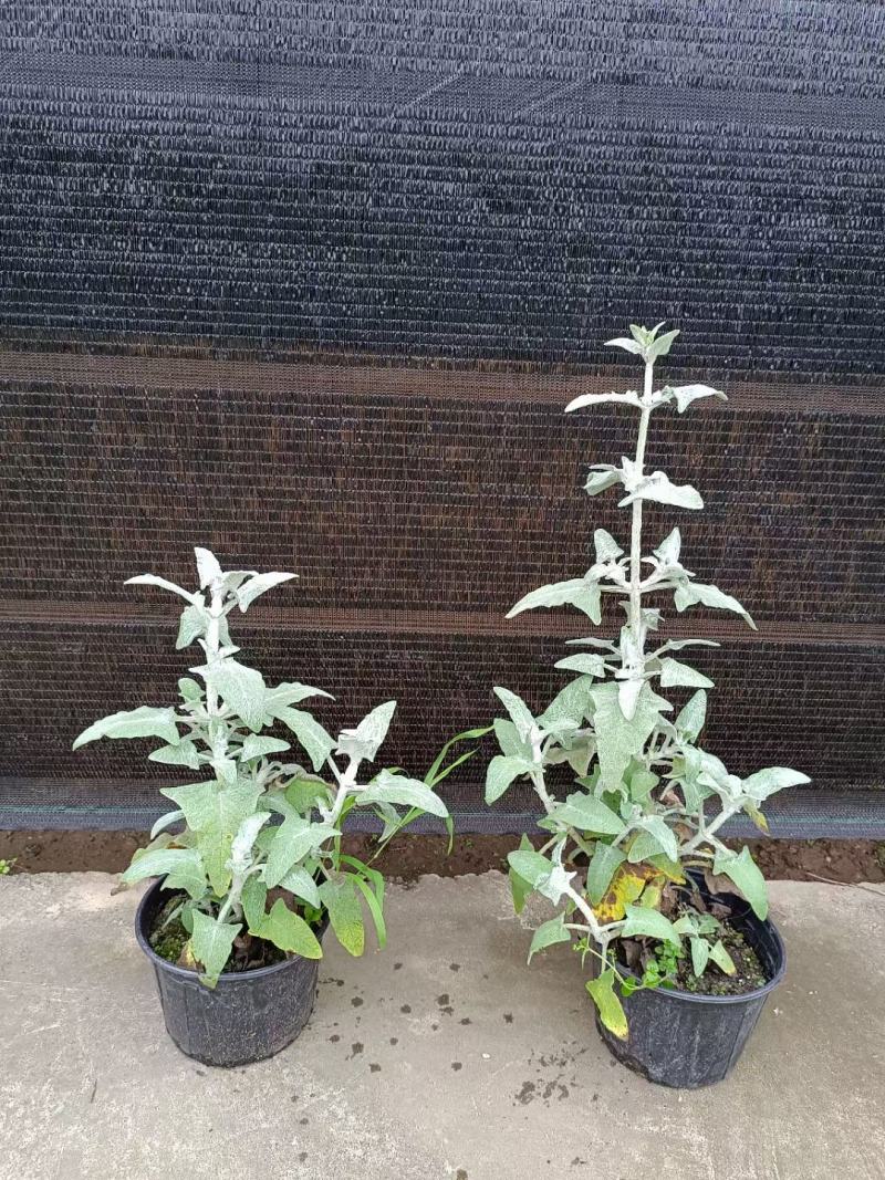 四川成都温江区苗圃冰刃鼠尾草，质量保证，基地货欢迎选购！