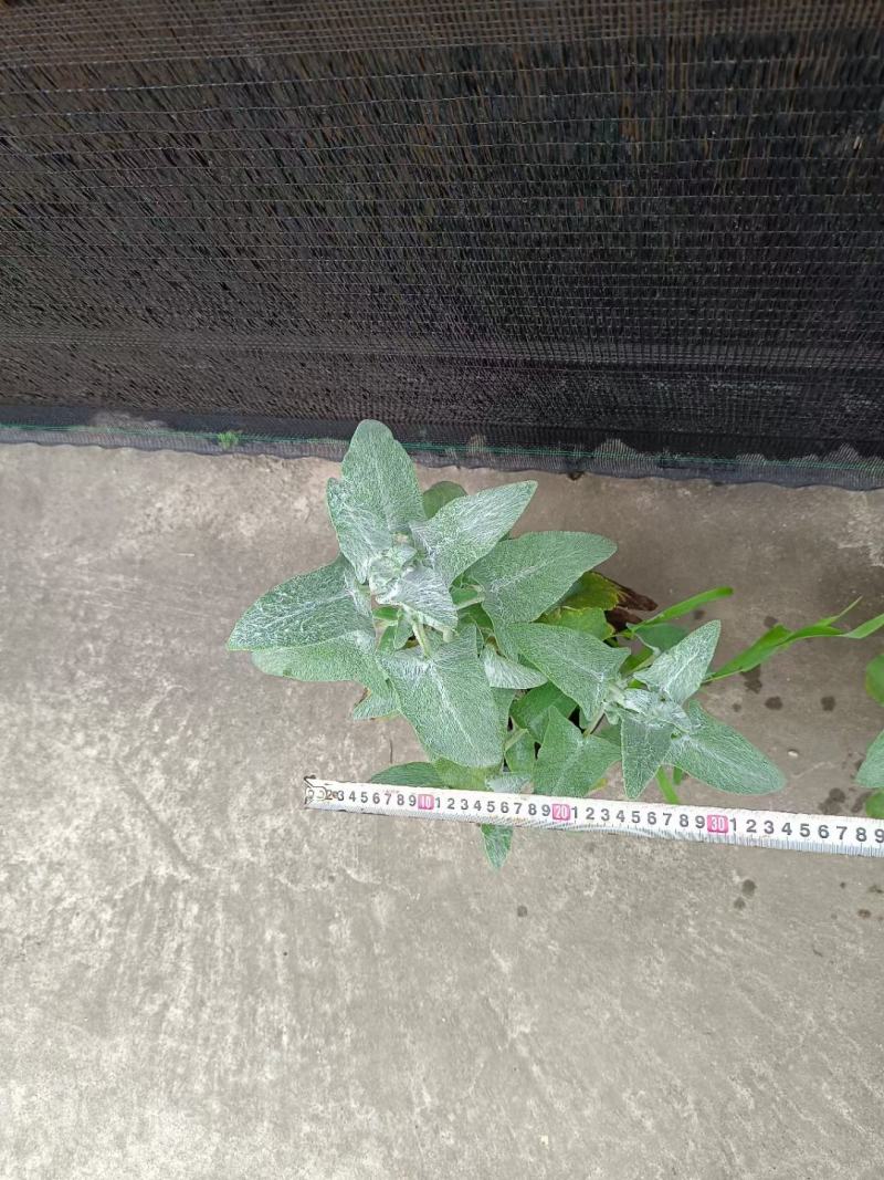 四川成都温江区苗圃冰刃鼠尾草，质量保证，基地货欢迎选购！