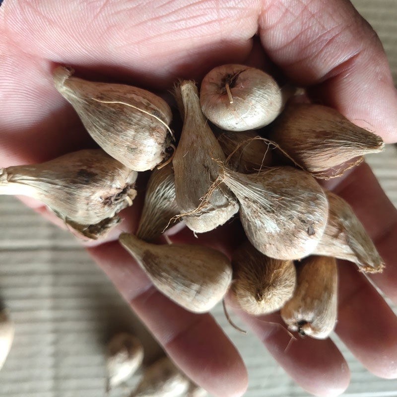兰花进口香雪兰花期长颜色全欢迎选购