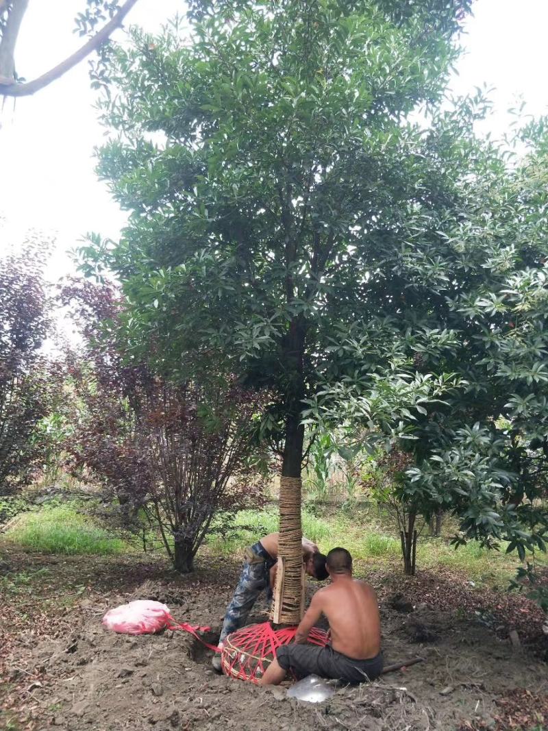 杜英自家基地苗圃货各规格齐全量大从优价格美丽欢迎选购