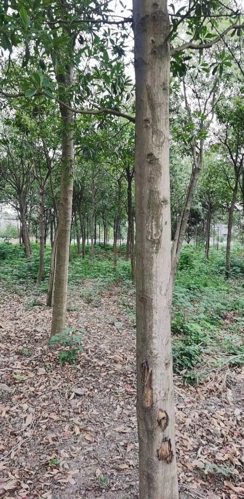 杜英自家基地苗圃货各规格齐全量大从优价格美丽欢迎选购