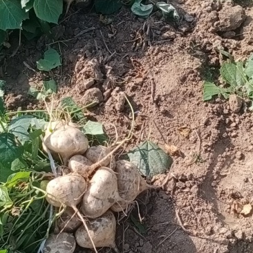 凉薯(地瓜)大量上市