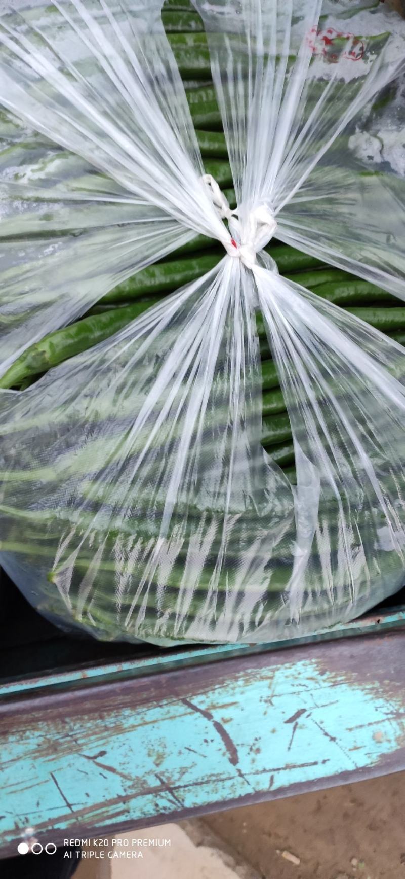 夏邑大棚精品线椒大量上市，黑条，八号，黄条上中下等货都有
