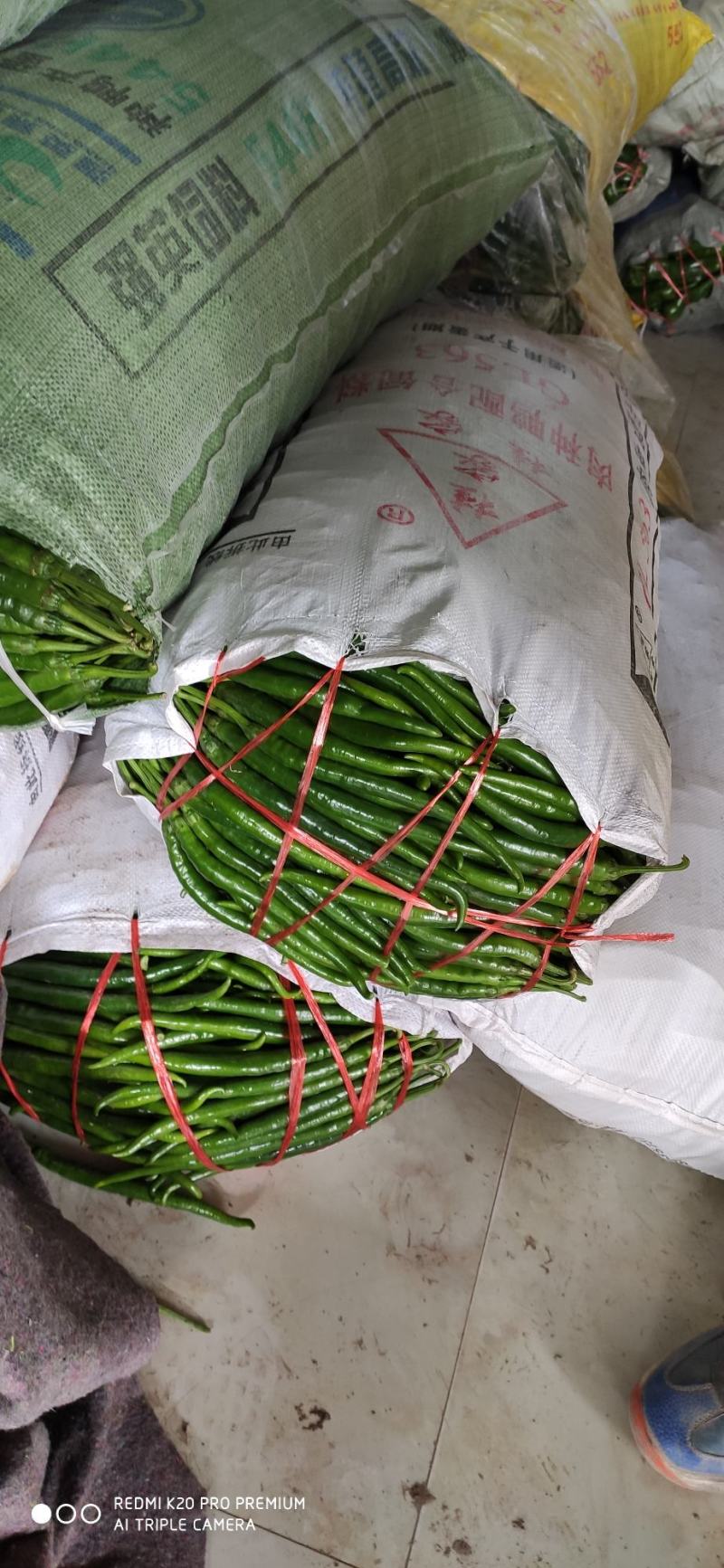 夏邑大棚精品线椒大量上市，黑条，八号，黄条上中下等货都有
