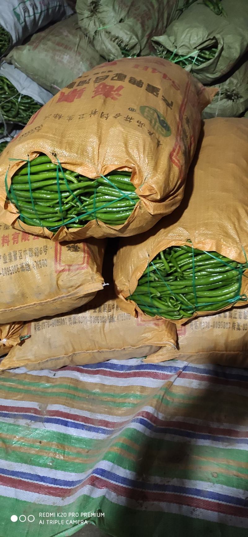 夏邑大棚精品线椒大量上市，黑条，八号，黄条上中下等货都有