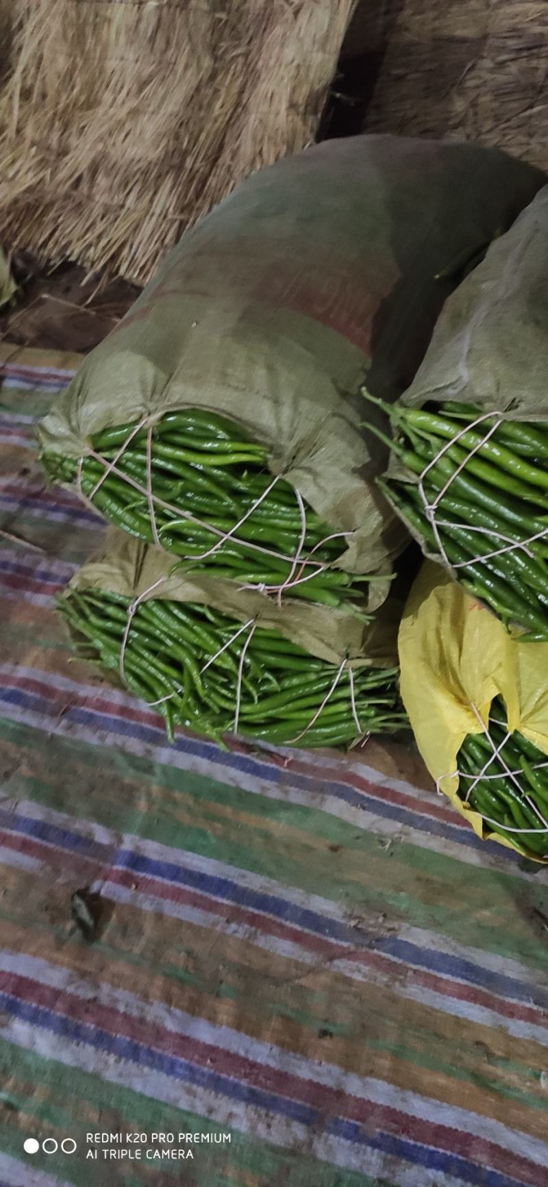 夏邑大棚精品线椒大量上市，黑条，八号，黄条上中下等货都有