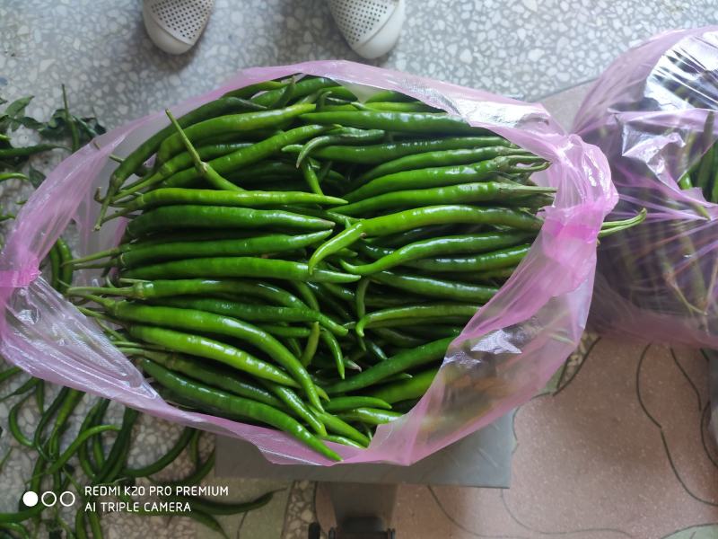 夏邑大棚精品线椒大量上市，黑条，八号，黄条上中下等货都有