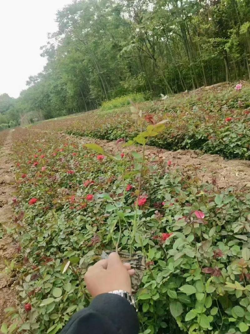 蔷薇，自家基地苗圃货，各规格自产自销量大从优，欢迎选购