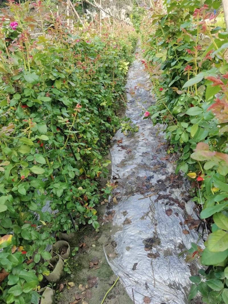 蔷薇，自家基地苗圃货，各规格自产自销量大从优，欢迎选购