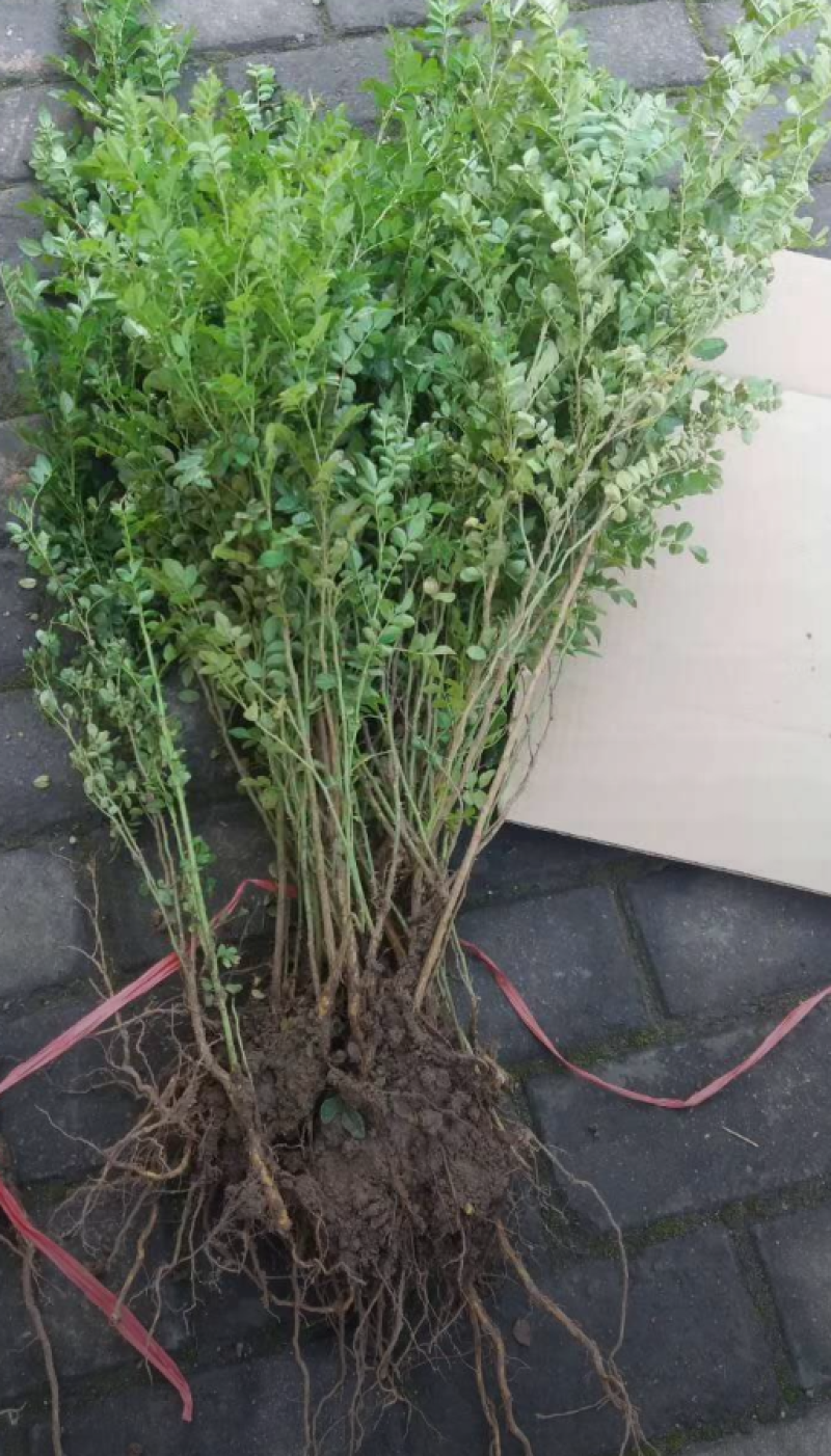 黄刺玫40/50/60/80规格齐全成活率高价格优惠