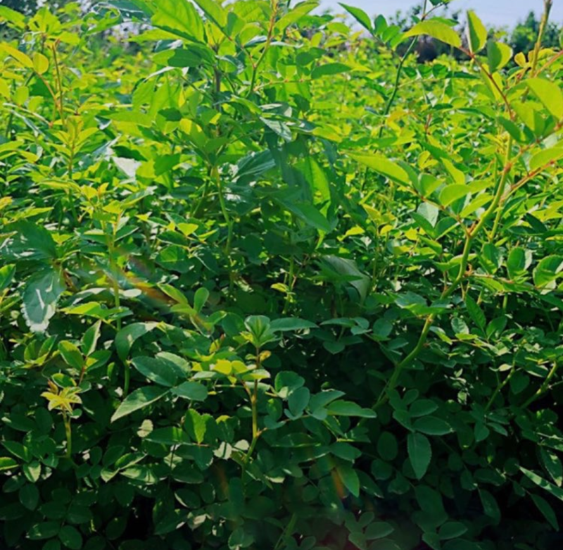 黄刺玫40/50/60/80规格齐全成活率高价格优惠