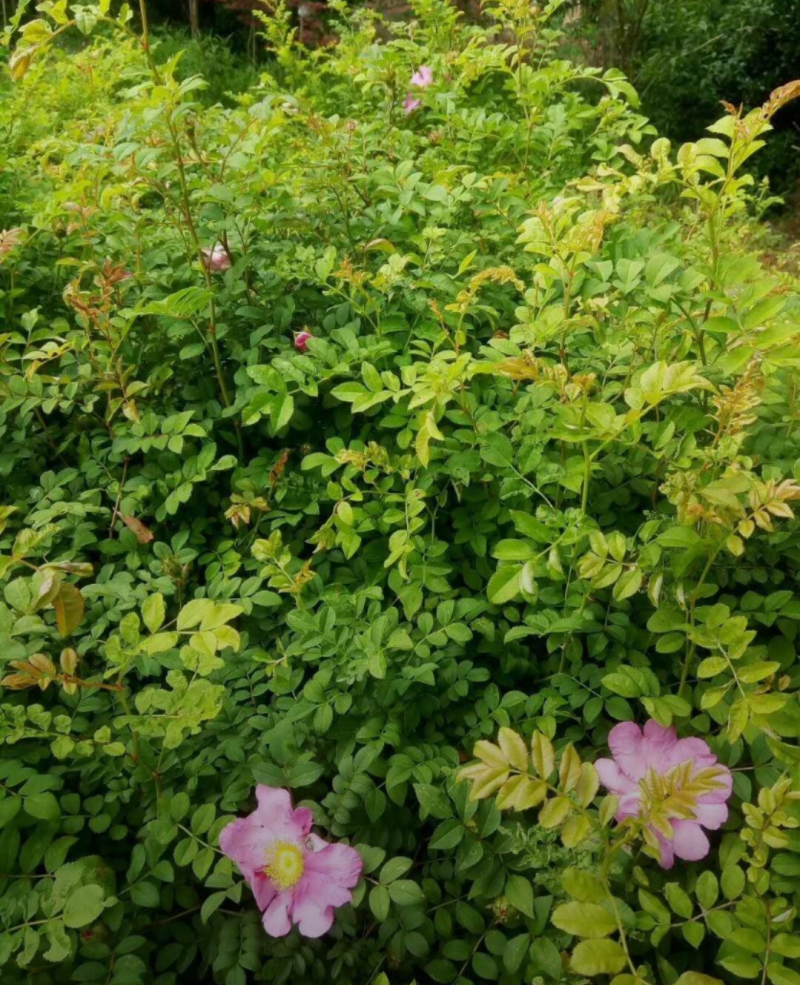 黄刺玫40/50/60/80规格齐全成活率高价格优惠