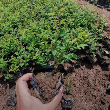 黄刺玫40/50/60/80规格齐全成活率高价格优惠