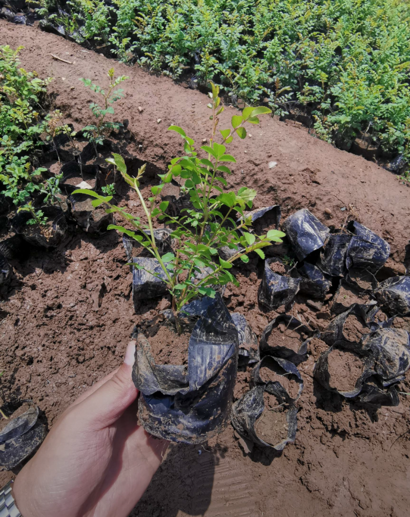 黄刺玫40/50/60/80规格齐全成活率高价格优惠
