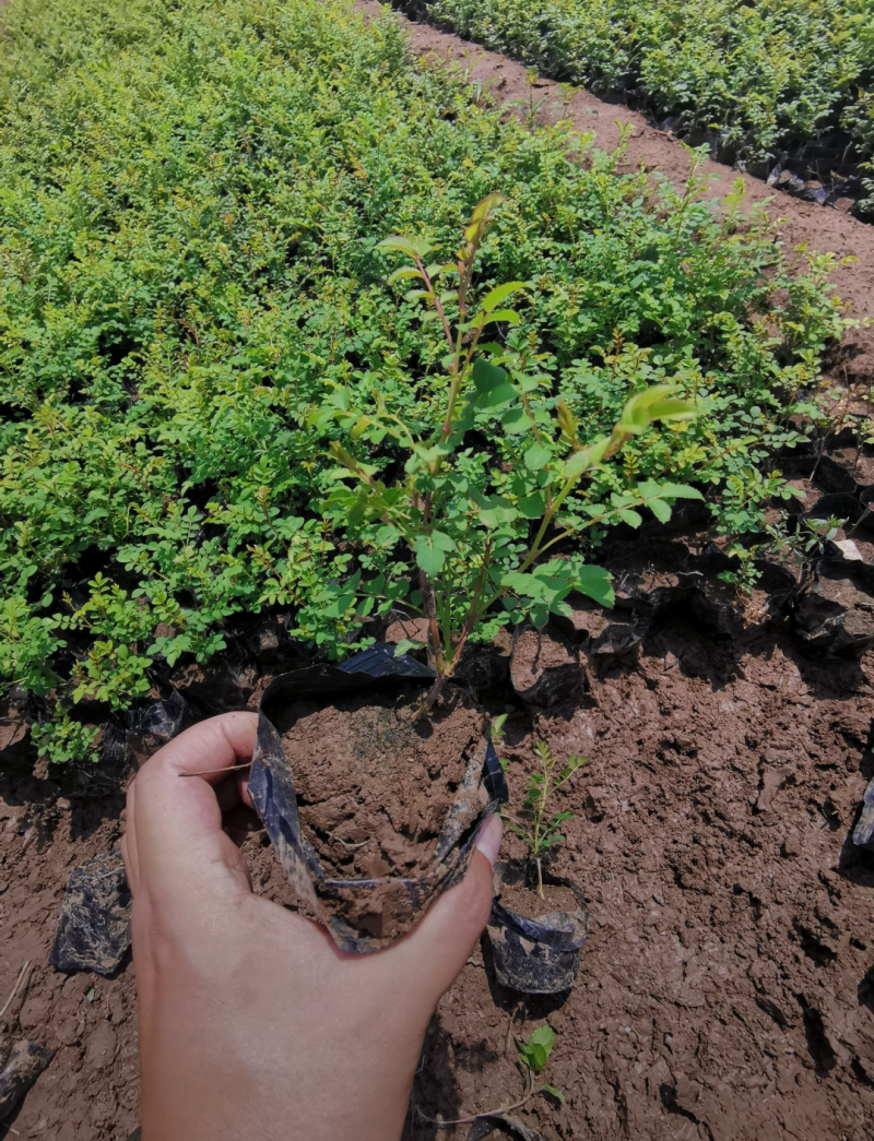 黄刺玫40/50/60/80规格齐全成活率高价格优惠