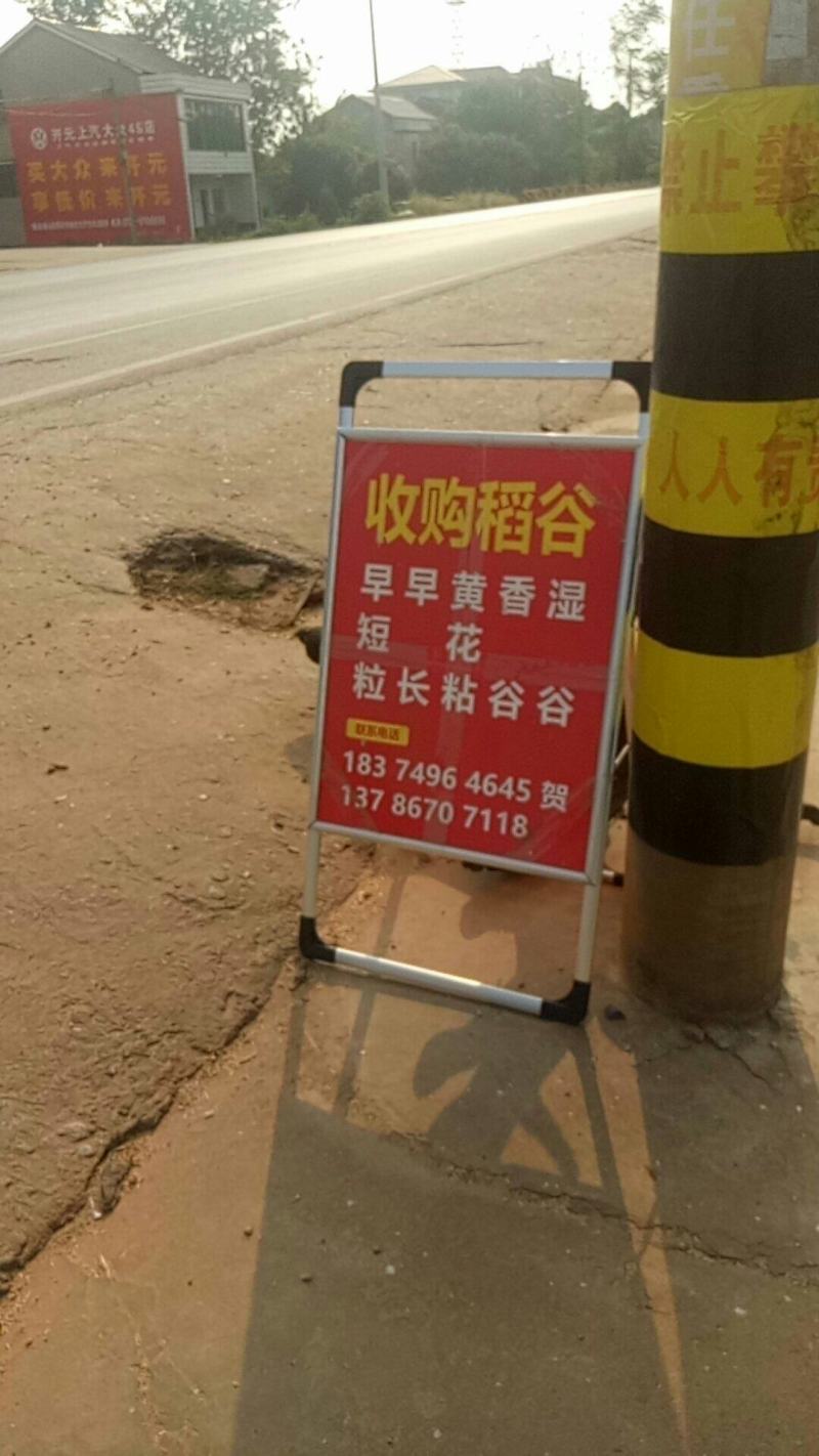 桂潮稻，长粒优质稻，杂交稻，黄花粘，象牙谷，野香优粒丝