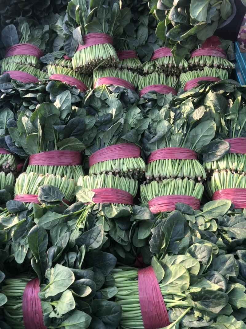 山东菠菜，优选菠菜，产地直发量大从优，全国发货欢迎选购！