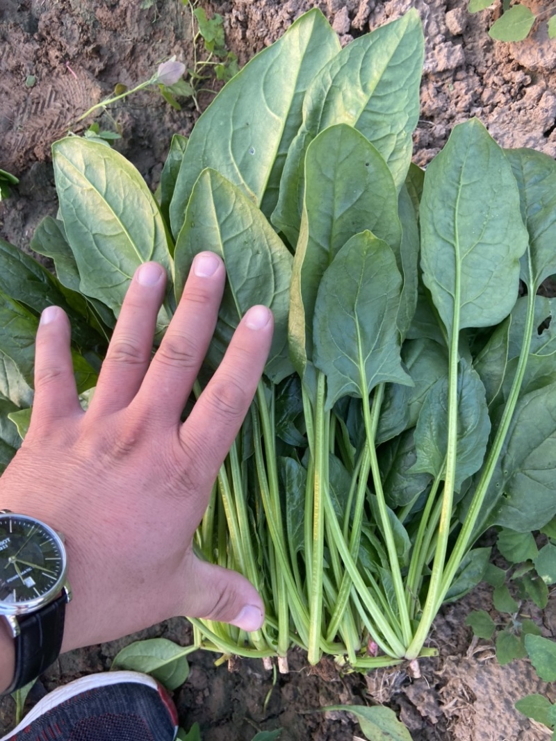 山东菠菜，优选菠菜，产地直发量大从优，全国发货欢迎选购！