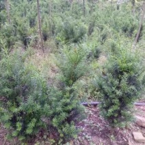 红豆杉各规格齐全自家基地苗圃货货源充足价格美丽欢迎选购