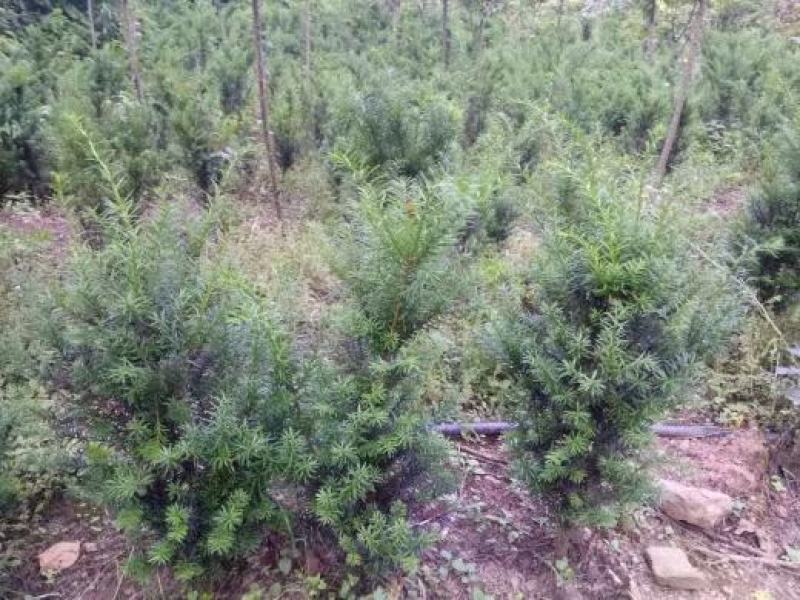 红豆杉各规格齐全自家基地苗圃货货源充足价格美丽欢迎选购