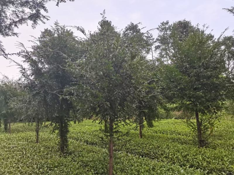 红豆杉各规格齐全自家基地苗圃货货源充足价格美丽欢迎选购