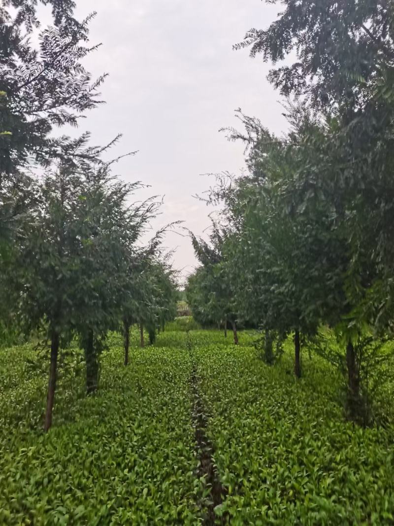 红豆杉各规格齐全自家基地苗圃货货源充足价格美丽欢迎选购