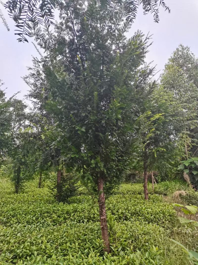 红豆杉各规格齐全自家基地苗圃货货源充足价格美丽欢迎选购