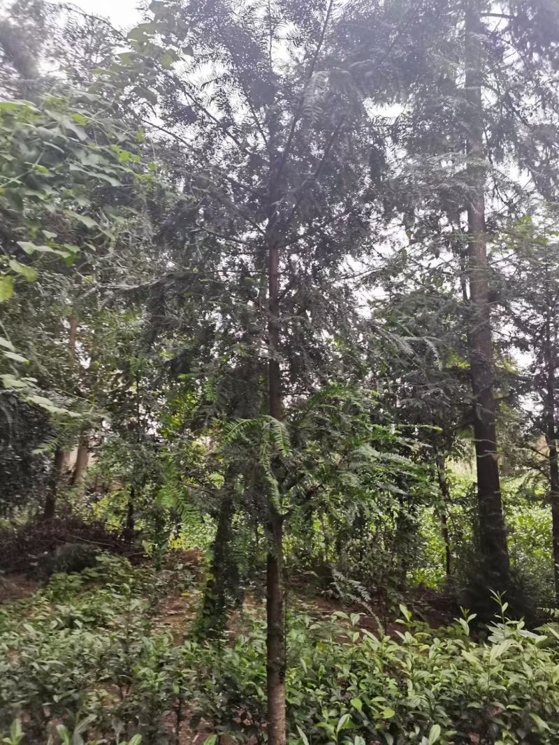 红豆杉各规格齐全自家基地苗圃货货源充足价格美丽欢迎选购