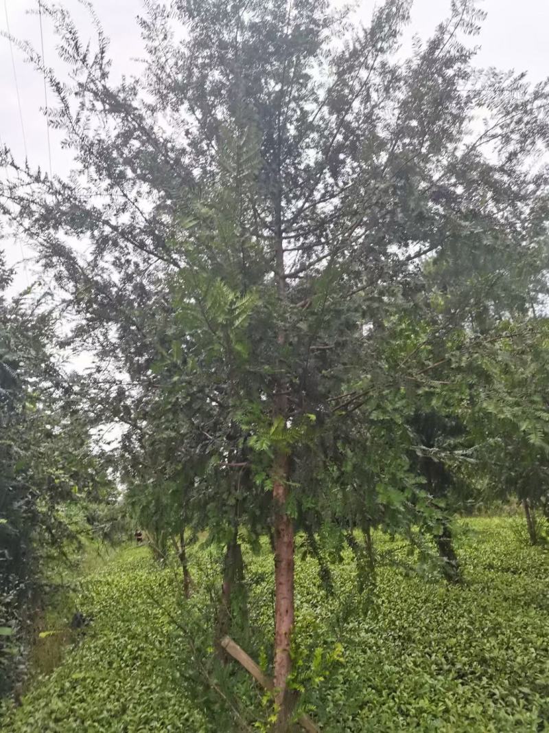 红豆杉各规格齐全自家基地苗圃货货源充足价格美丽欢迎选购