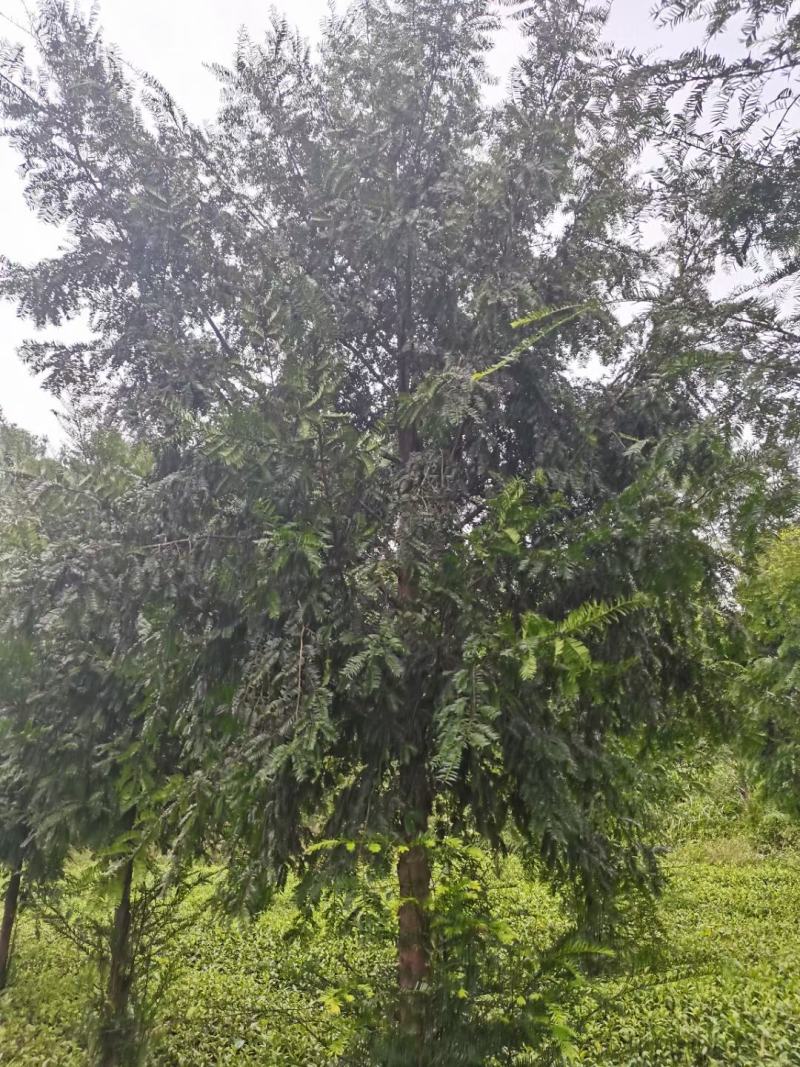 红豆杉各规格齐全自家基地苗圃货货源充足价格美丽欢迎选购