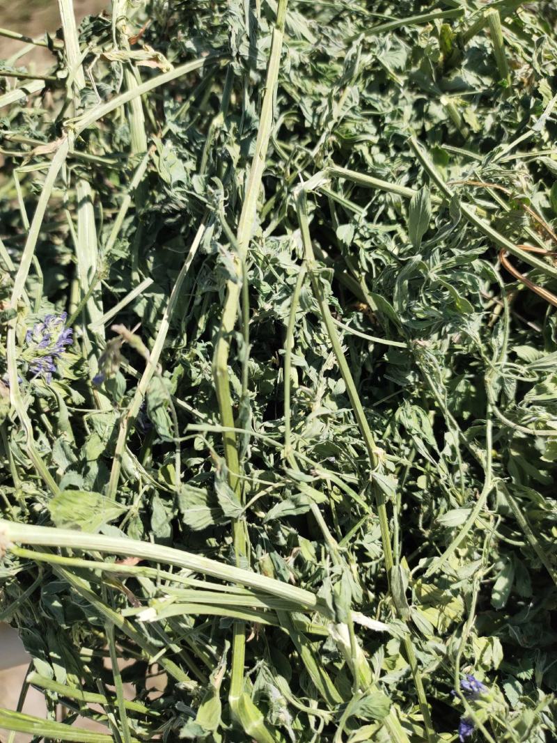 苜蓿草颗粒饲料批发头茬苜蓿草颗粒价格便宜产地生产销售