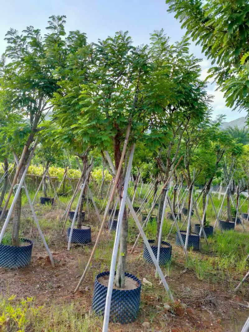 黄花槐自家基地苗圃货，各规格齐全量大从优价格美丽欢迎选购