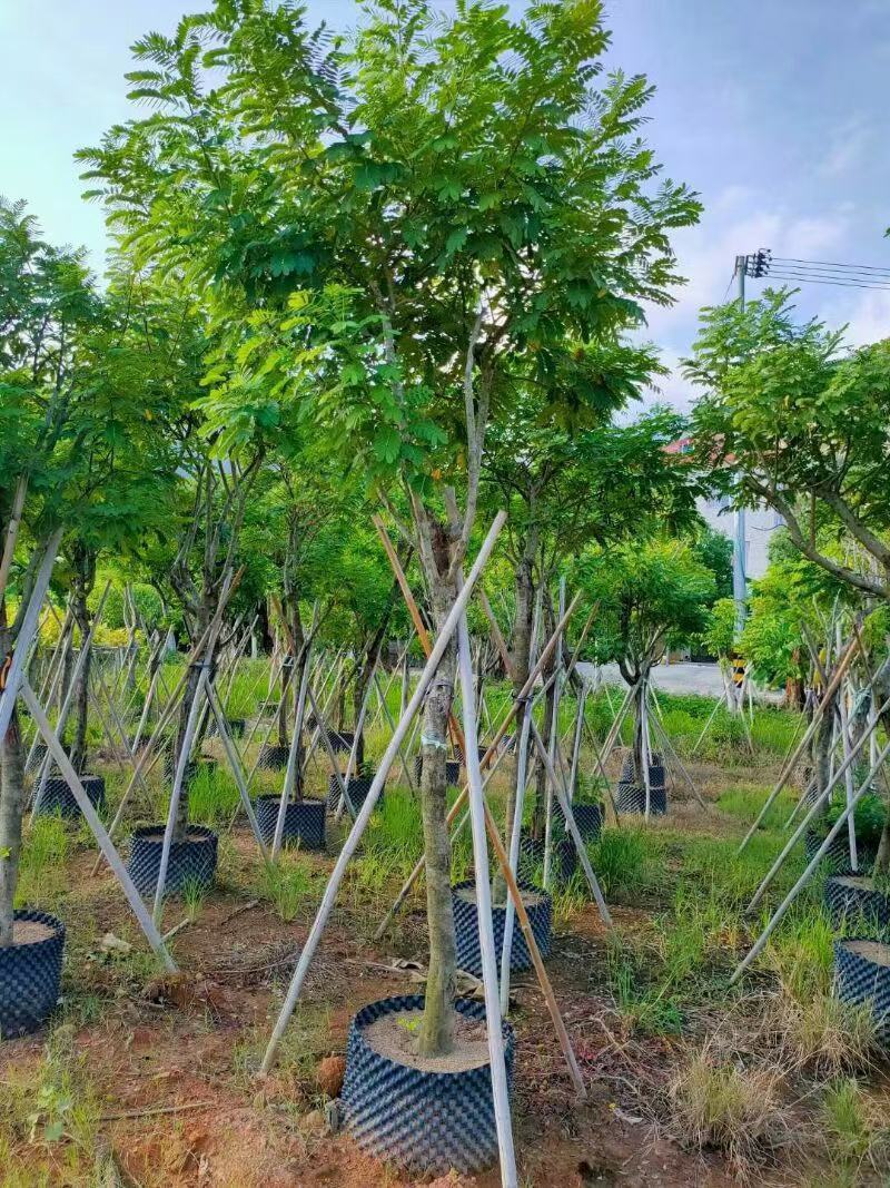 黄花槐自家基地苗圃货，各规格齐全量大从优价格美丽欢迎选购