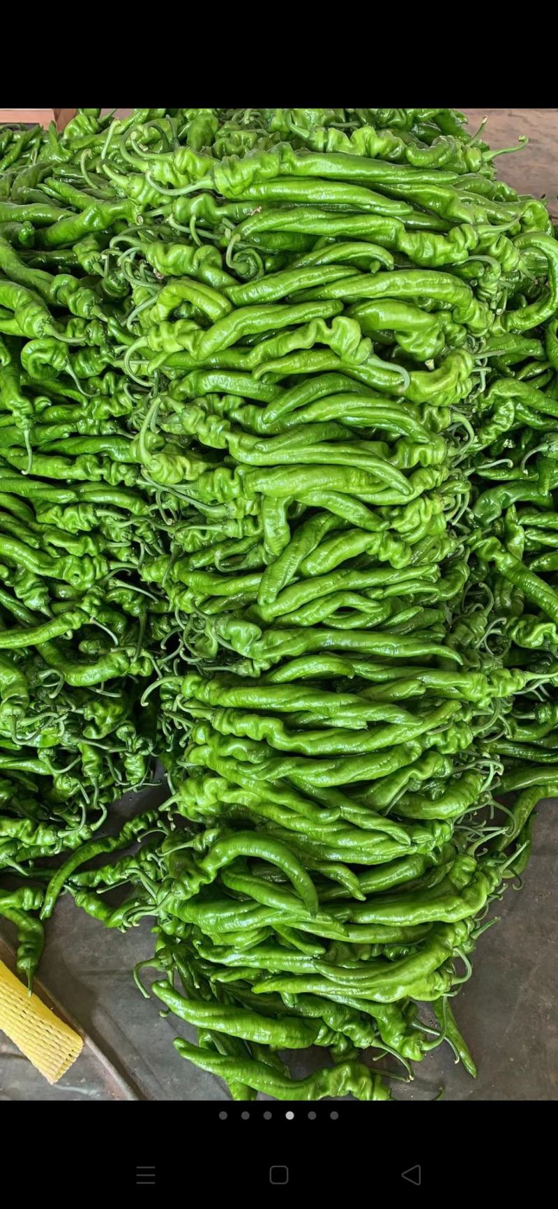 【推荐】山东薄皮椒一条龙量大从优全国代发欢迎来电咨询
