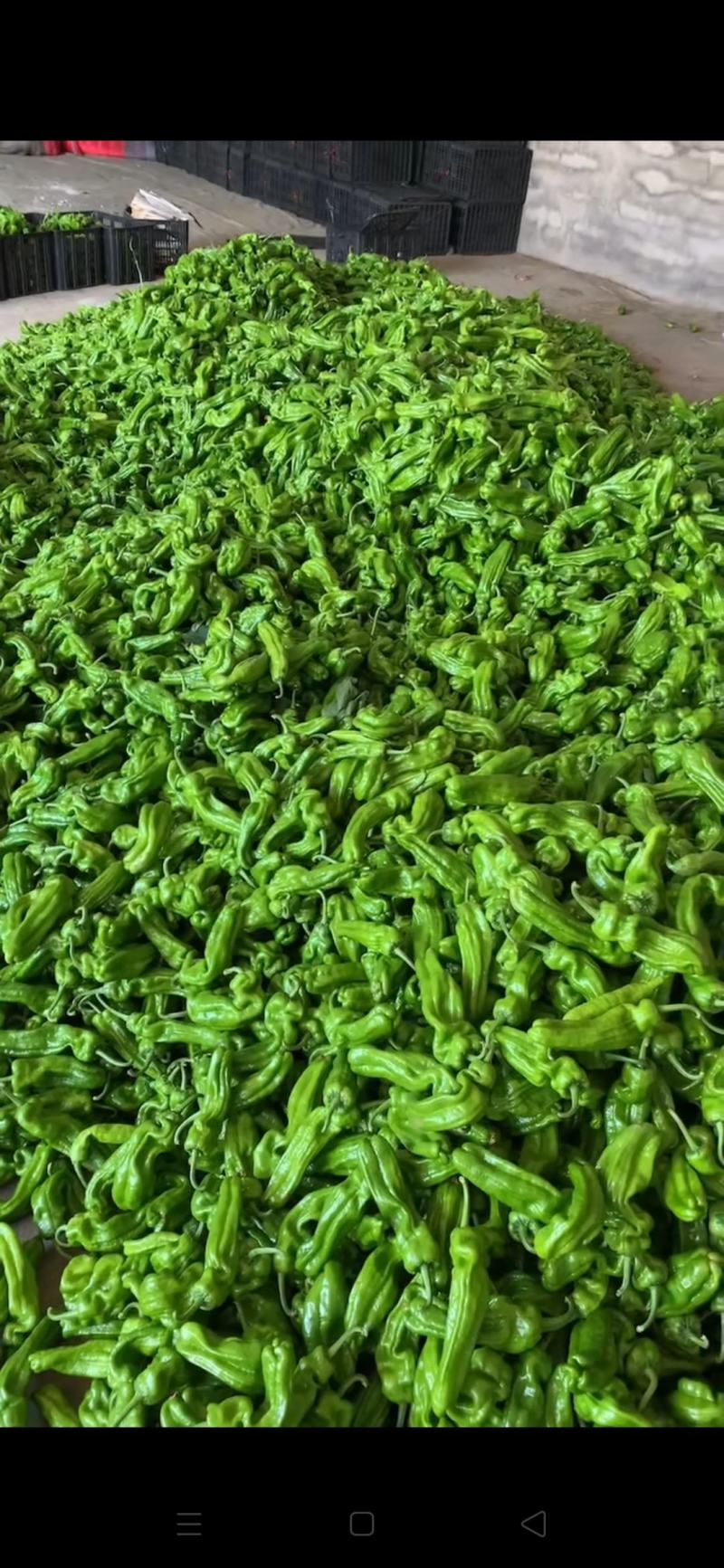 【推荐】山东薄皮椒一条龙量大从优全国代发欢迎来电咨询