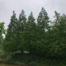 水杉自家基地苗圃货各规格齐全量大从优价格美丽合作共赢欢迎