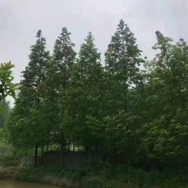 水杉自家基地苗圃货各规格齐全量大从优价格美丽合作共赢欢迎