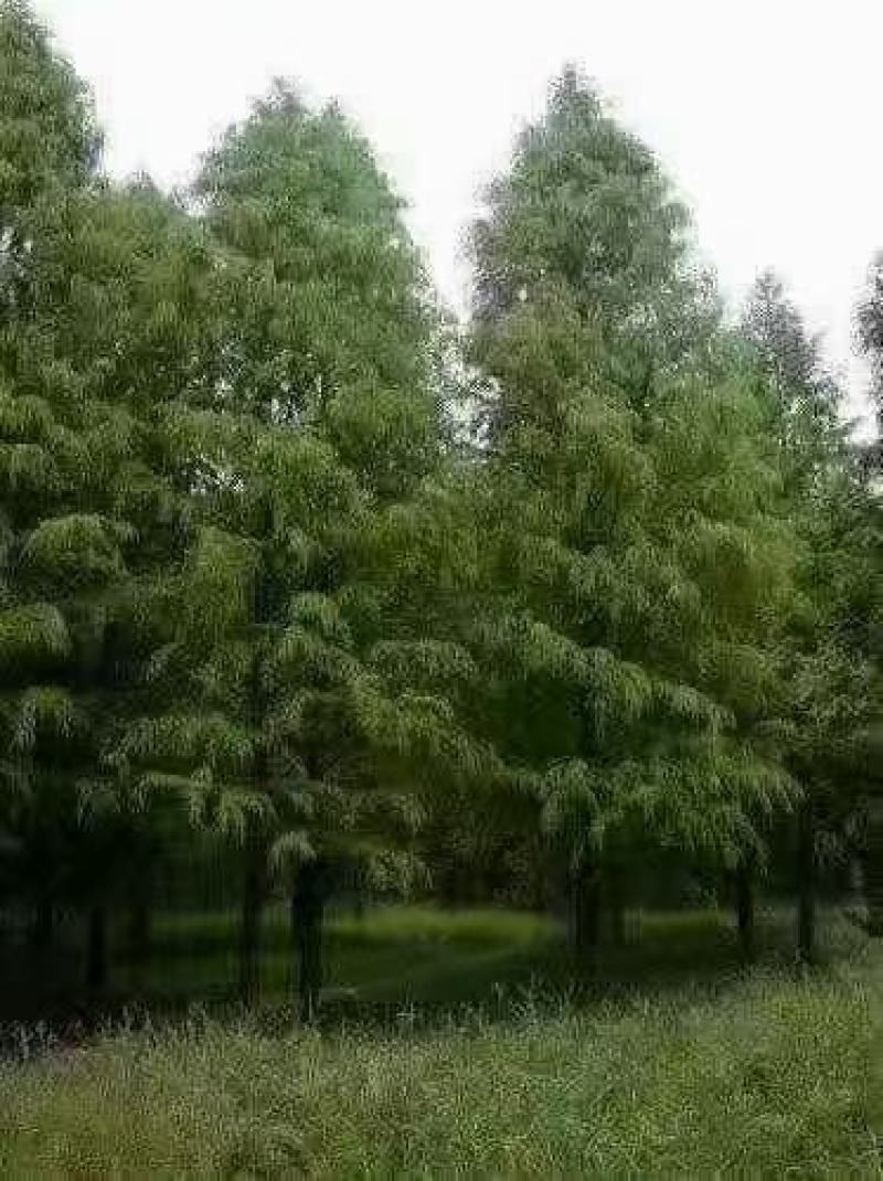 水杉自家基地苗圃货各规格齐全量大从优价格美丽合作共赢欢迎