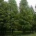 水杉自家基地苗圃货各规格齐全量大从优价格美丽合作共赢欢迎