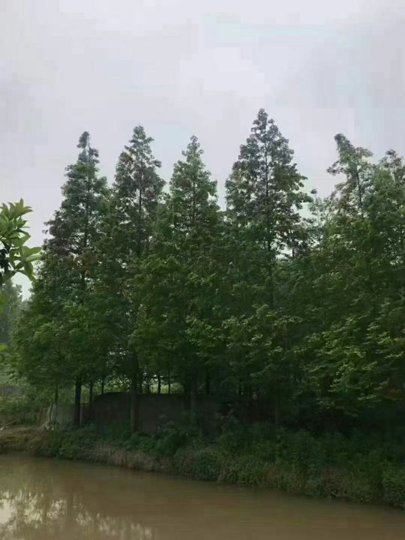 水杉自家基地苗圃货各规格齐全量大从优价格美丽合作共赢欢迎
