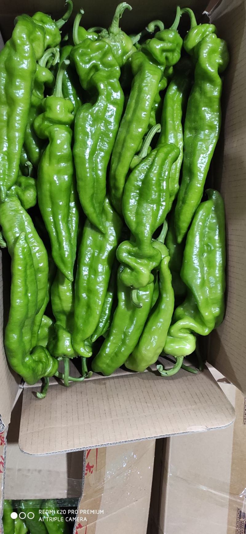 夏邑县301鲜辣椒，大棚精品，一手货源，代收代发全国各地