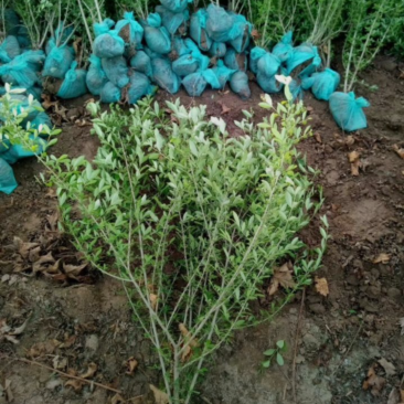 绿叶水蜡30/40/50/60规格齐全成活率高价格优惠