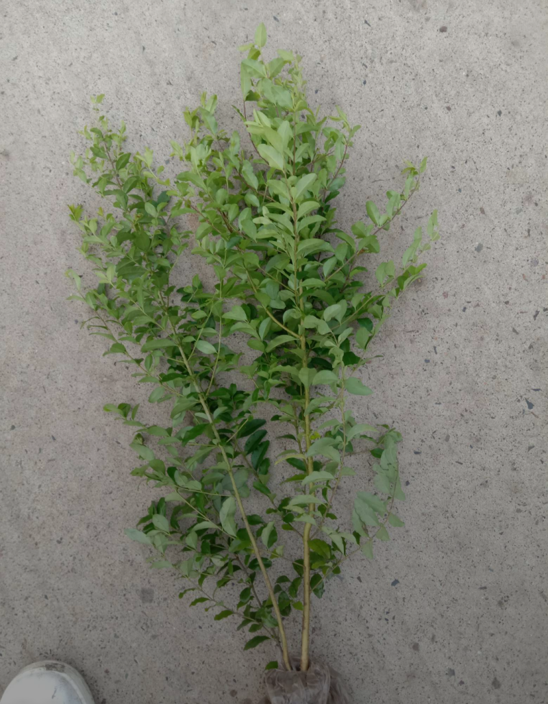 绿叶水蜡80/100/120/140规格齐全成活率高精品