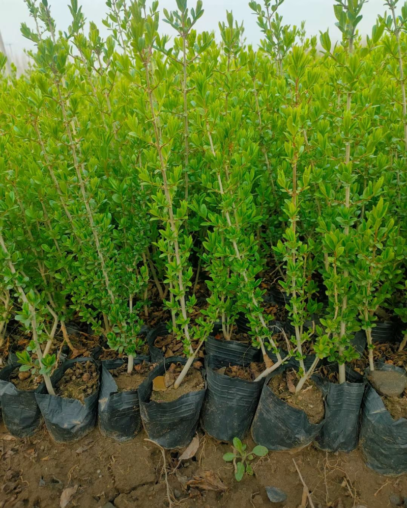 绿叶水蜡80/100/120/140规格齐全成活率高精品