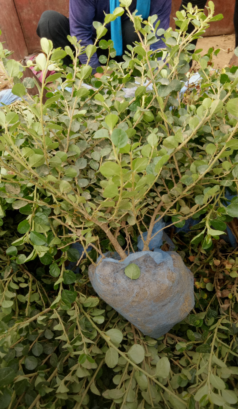 平枝栒子30/40/50/60/80规格齐全成活率高量大