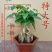 幸福树提根花卉客厅平安树办公室绿植盆栽室内绿宝小盆栽大型