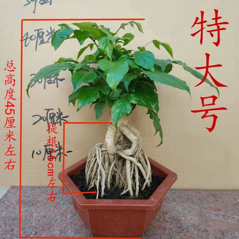 幸福树提根花卉客厅平安树办公室绿植盆栽室内绿宝小盆栽大型